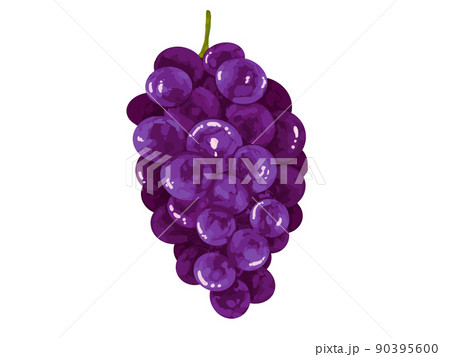 果物　秋　ぶどう　葡萄　ブドウ　青　紫　リアル　PNG  90395600
