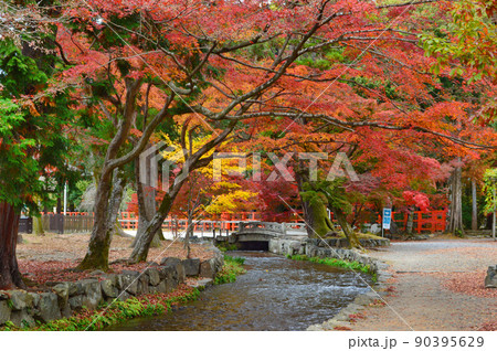 錦秋の朝に参拝した世界遺産上賀茂神社の紅葉が美しい 90395629
