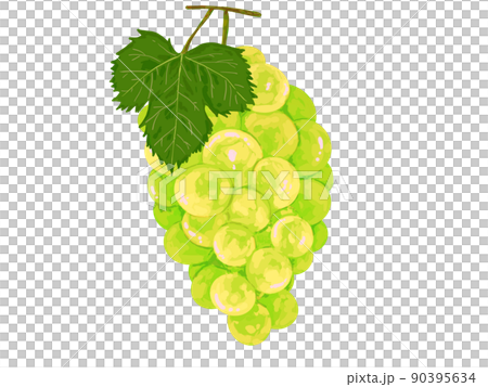 PNG水果秋葡萄葡萄麝香白葉真果 PNG水果秋葡萄葡萄麝香白葉真果 90395634