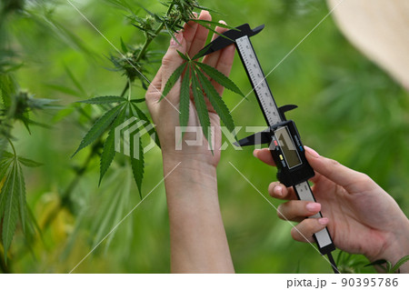 Close up view farmer checking quality of marijuana plant in the field. Agriculture and herbal medicine concept 90395786