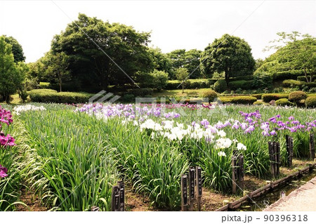 菖蒲園 90396318
