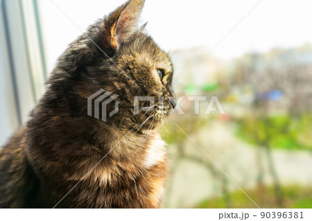 Cute tortoiseshell cat siting on windowsill near window and looking out the window 90396381
