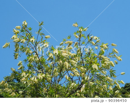 白花ブラシの木と青空 白花ブラシの木と青空 90396450