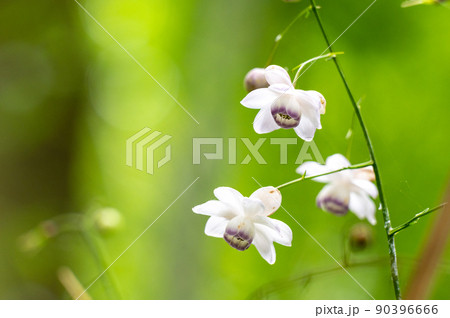 森の貴婦人といわれるレンゲショウマ 森の貴婦人といわれるレンゲショウマ 90396666