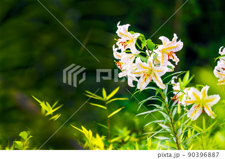 豪華に咲くヤマユリ 90396887