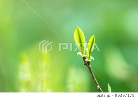 サネカズラの若葉 サネカズラの若葉 90397179