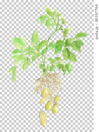 Potato May Queen just dug out of the field [Hand-painted watercolor] White background Transparent background 90397764