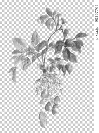Potato May Queen just dug out of the field Monotone [ink painting style watercolor] White background transparent background 90397765