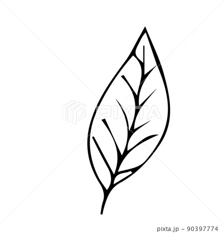 Floral plant, branch in doodle style isolated on white background. Elegant design decoration, element.  90397774