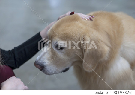 animal, graceful brown dog 90397826