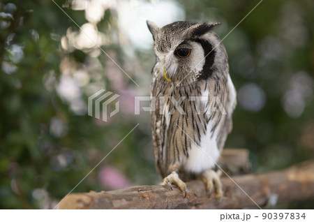 Close-up of a white-faced owl standing on a log. Close-up of a white-faced owl standing on a log. 90397834