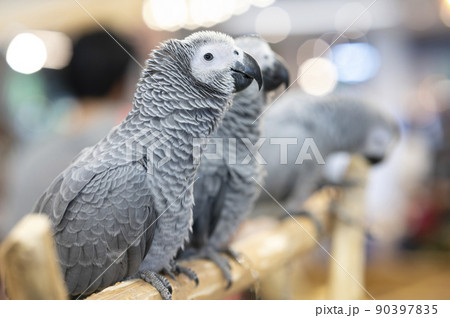 Animals - Three gray African parrots 90397835