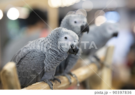 Animals - Three gray African parrots Animals - Three gray African parrots 90397836