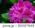 雨に濡れたツツジ 90397949