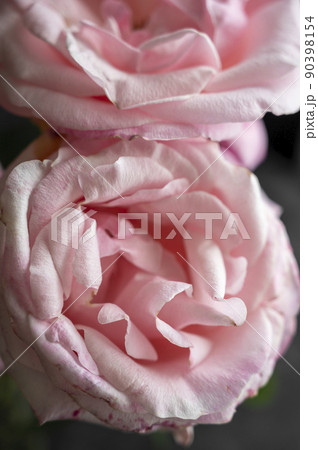 Pink Rose flower in dark background, selective focus. Feminine, wellbeing and romantic concept. Floral greeting card. 90398154