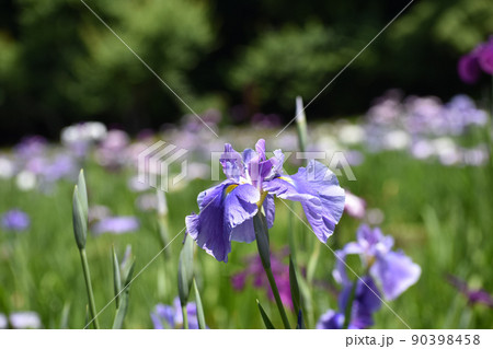 初夏を彩る薄紫の花ショウブ 初夏を彩る薄紫の花ショウブ 90398458