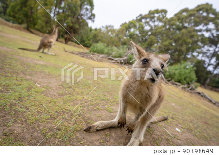 オーストラリアのタスマニアのタスマニアデビル動物園の子どものカンガルー 90398649