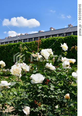 フランス、パリ。パレ・ロワイヤル庭園に咲いているバラ。2022年5月9日撮影。 フランス、パリ。パレ・ロワイヤル庭園に咲いているバラ。2022年5月9日撮影。 90398846
