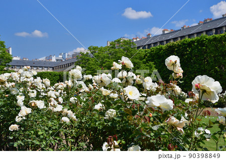 フランス、パリ。パレ・ロワイヤル庭園に咲いているバラ。2022年5月9日撮影。 フランス、パリ。パレ・ロワイヤル庭園に咲いているバラ。2022年5月9日撮影。 90398849