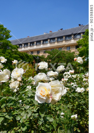 フランス、パリ。パレ・ロワイヤル庭園に咲いているバラ。2022年5月9日撮影。 フランス、パリ。パレ・ロワイヤル庭園に咲いているバラ。2022年5月9日撮影。 90398865