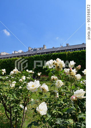 フランス、パリ。パレ・ロワイヤル庭園に咲いているバラ。2022年5月9日撮影。 フランス、パリ。パレ・ロワイヤル庭園に咲いているバラ。2022年5月9日撮影。 90398872