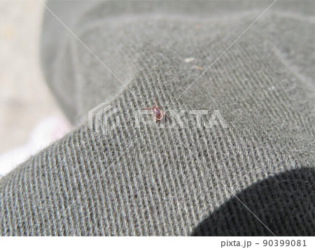 登山中、ズボンにくっついたマダニ科の一種 登山中、ズボンにくっついたマダニ科の一種 90399081