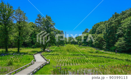 神代植物公園・水生植物園の菖蒲園（東京都調布市） 90399113