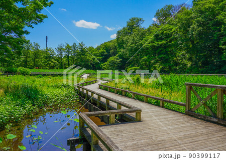 神代植物公園・水生植物園の菖蒲園(東京都調布市) 神代植物公園・水生植物園の菖蒲園(東京都調布市) 90399117