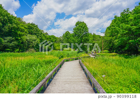 神代植物公園・水生植物園の菖蒲園（東京都調布市） 90399118