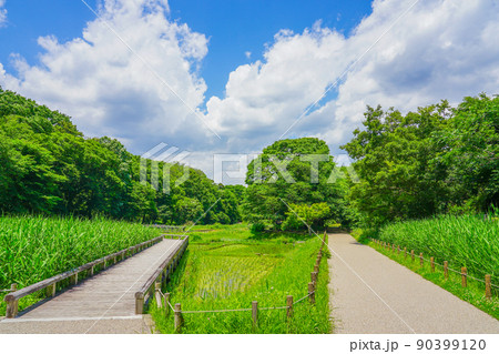 神代植物公園・水生植物園の菖蒲園(東京都調布市) 神代植物公園・水生植物園の菖蒲園(東京都調布市) 90399120