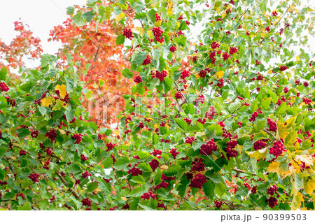 Red berries of Viburnum Red berries of Viburnum 90399503