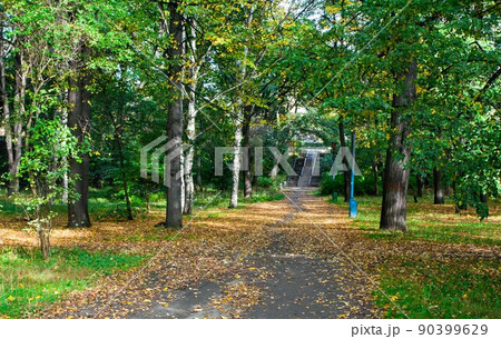 Colorful foliage in the autumn park 90399629