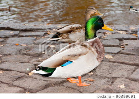 Ducks on the river bank Ducks on the river bank 90399691