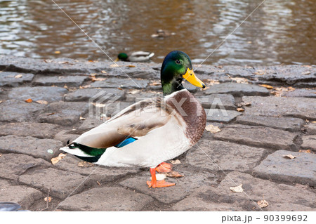 Ducks on the river bank 90399692