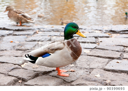 Ducks on the river bank 90399693