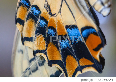 羽化したばかりのキアゲハ 90399724