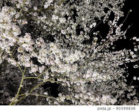 栗林公園春のライトアップ 90399836