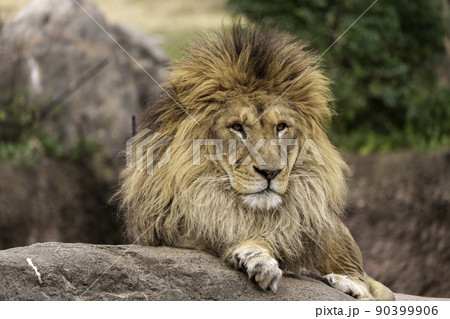 大阪の天王寺動物園のライオンの写真素材 [90399906] - PIXTA
