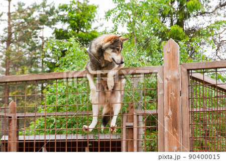Husky farm. Dog sitting on the fence 90400015