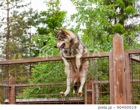 Husky farm. Dog sitting on the fence 90400019