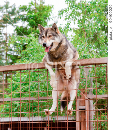 Husky farm. Dog sitting on the fence Husky farm. Dog sitting on the fence 90400020