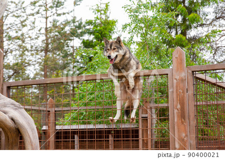 Husky farm. Dog sitting on the fence 90400021
