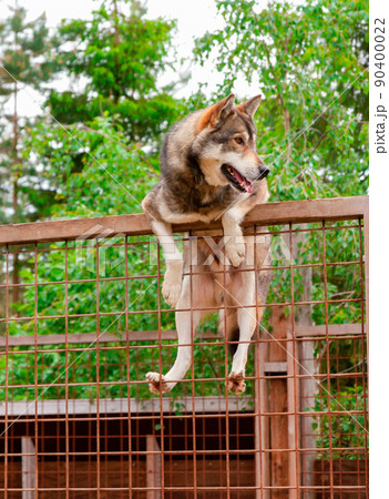 Husky farm. Dog sitting on the fence Husky farm. Dog sitting on the fence 90400022