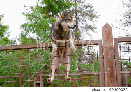 Husky farm. Dog sitting on the fence Husky farm. Dog sitting on the fence 90400025