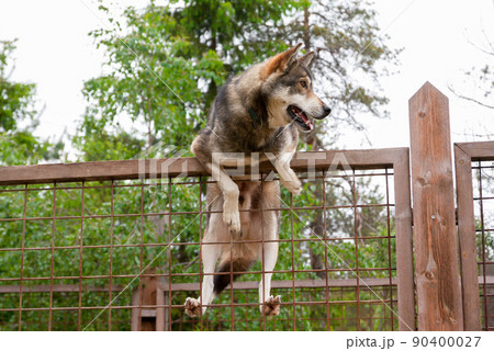 Husky farm. Dog sitting on the fence Husky farm. Dog sitting on the fence 90400027
