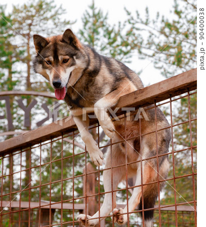 Husky farm. Dog sitting on the fence Husky farm. Dog sitting on the fence 90400038