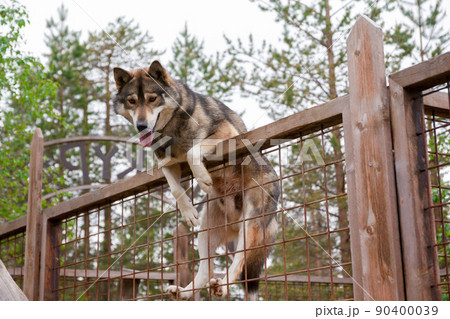 Husky farm. Dog sitting on the fence Husky farm. Dog sitting on the fence 90400039