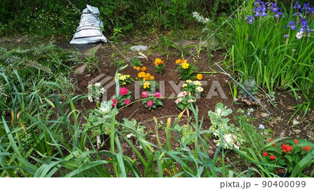 文目の青い花とマリーゴールドの黄色い花に赤色のサルビアの花 文目の青い花とマリーゴールドの黄色い花に赤色のサルビアの花 90400099