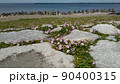 検見川浜の海岸に咲く桃色の花は浜昼顔の花 90400315