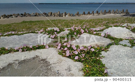 検見川浜の海岸に咲く桃色の花は浜昼顔の花 90400315